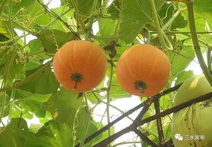 南边吃瓜,吃瓜群众热议不断