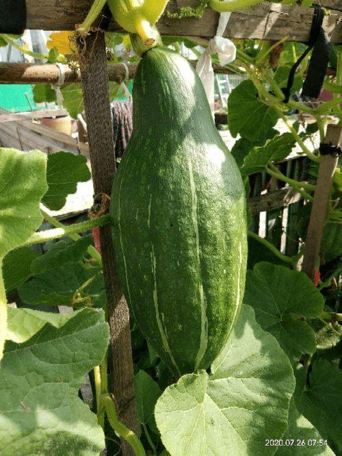 瓣花吃瓜,探索瓜果中的艺术与美味