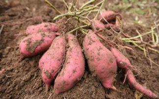 哈密瓜红薯和苹果一起吃,营养美味的三重奏