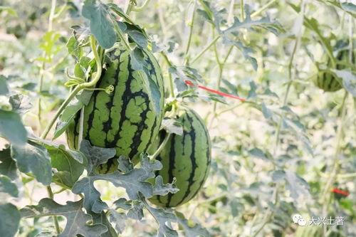 昆明吃瓜大网红,揭秘幕后真相与网络热度