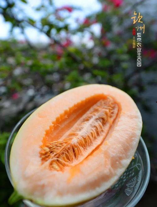 紫圣前世吃瓜吃瓜,瓜田里的奇幻之旅