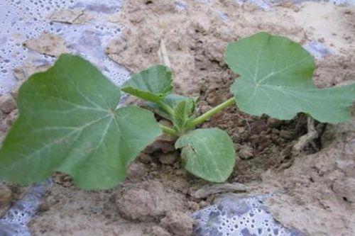 贝贝瓜可以吃籽吗