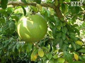 树瓜要怎么吃,解锁美味新体验