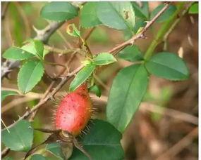 吃瓜的小洋子,网络红人的崛起与影响力