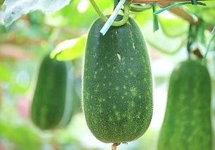 吃瓜只吃新鲜的,揭秘吃瓜群众的最新潮流