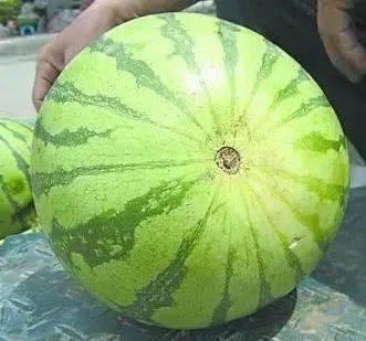 吃货小瓜,吃货小瓜的美食探秘之旅