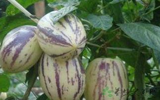 吃茄瓜会抽筋吗,揭秘吃茄瓜是否会引发肌肉痉挛之谜