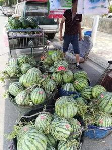 河北永年吃瓜事件,一场网络热议背后的真相与反思