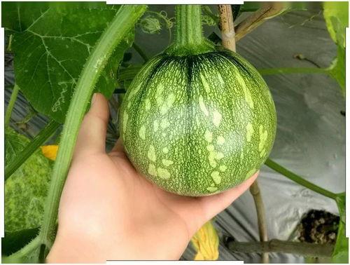 小琼吃瓜,揭秘娱乐圈那些不为人知的幕后故事