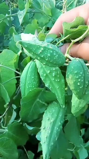 孕妇可以吃瓢瓜,瓢瓜的营养与食用指南