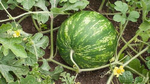 吃瓜会长脂肪吗,吃瓜真的会导致脂肪堆积？揭秘瓜果热量与体重关系