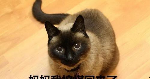 吃瓜暹罗猫,萌态可掬的暹罗猫如何成为网络红人