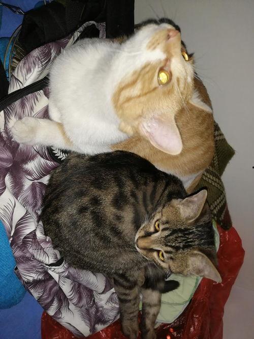 抱着猫吃瓜,温馨一幕，共享悠闲时光