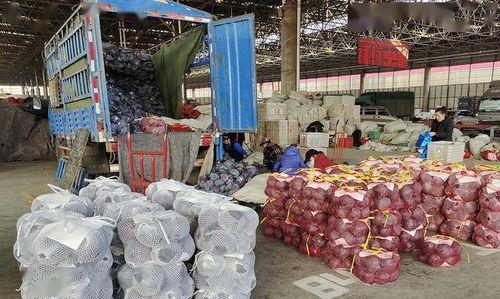 山东寿光东城吃瓜