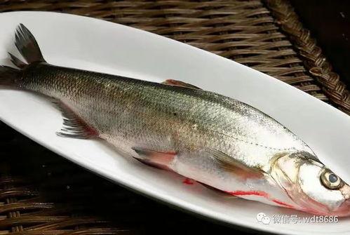 水星吃瓜鱼,揭秘神秘吃瓜鱼之谜