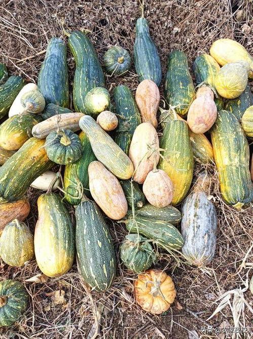 南瓜吃瓜视频,揭秘神奇植物间的奇妙互动
