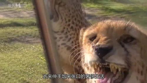 吃瓜豹公主,揭秘宫廷秘闻的神秘使者