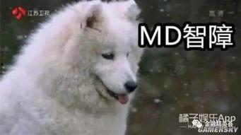 大狼吃瓜,揭秘动物界的生存法则与智慧